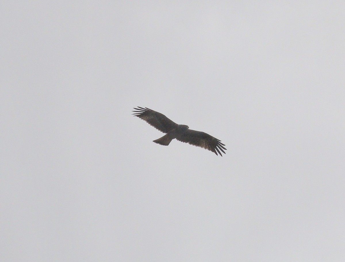 Booted Eagle - ML383739531