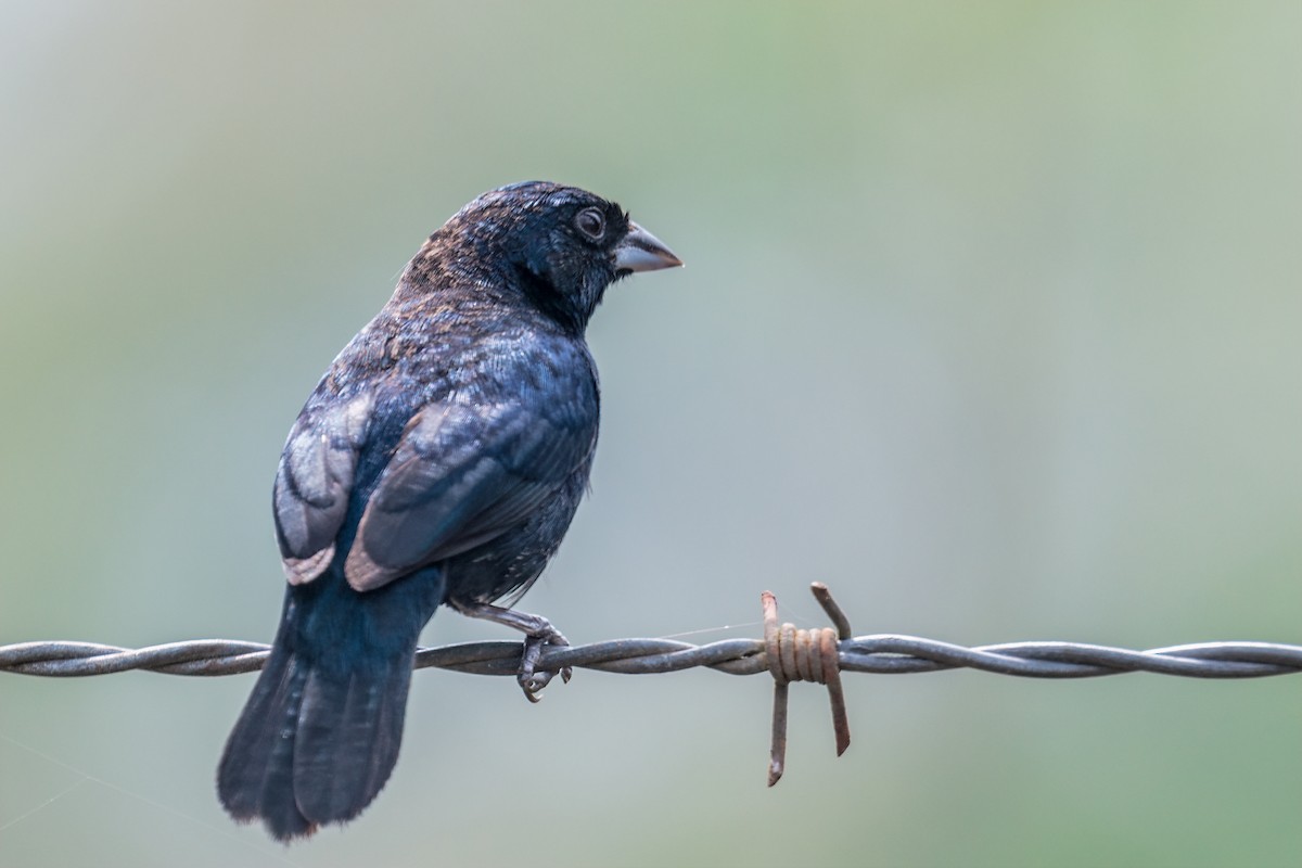Blue-black Grassquit - ML383740971