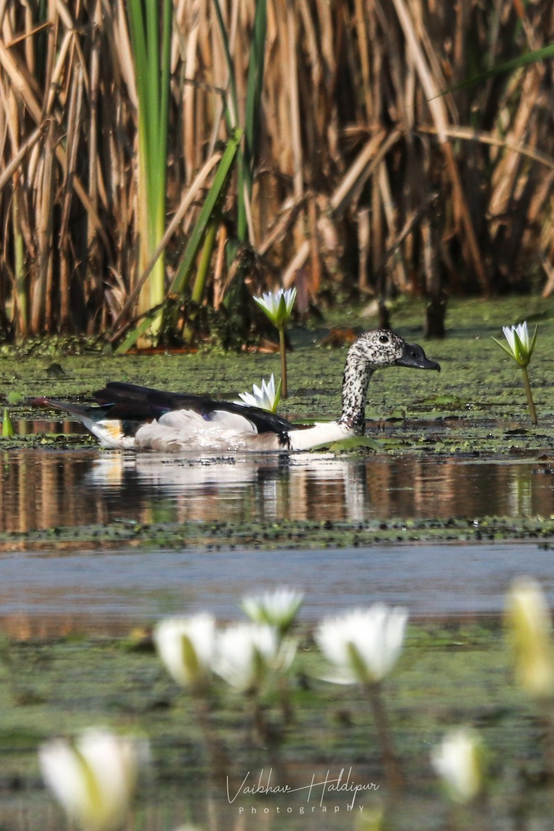 Knob-billed Duck - ML383741161