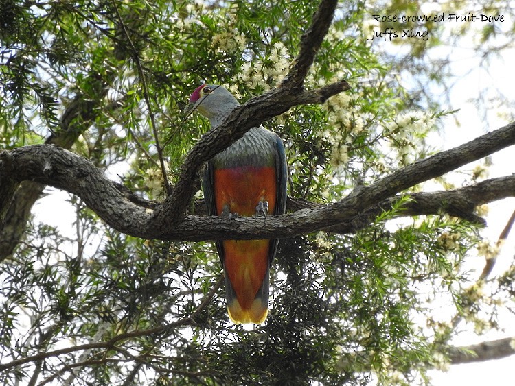 Rose-crowned Fruit-Dove - Marie Tarrant