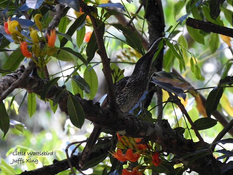 Little Wattlebird - ML383741251