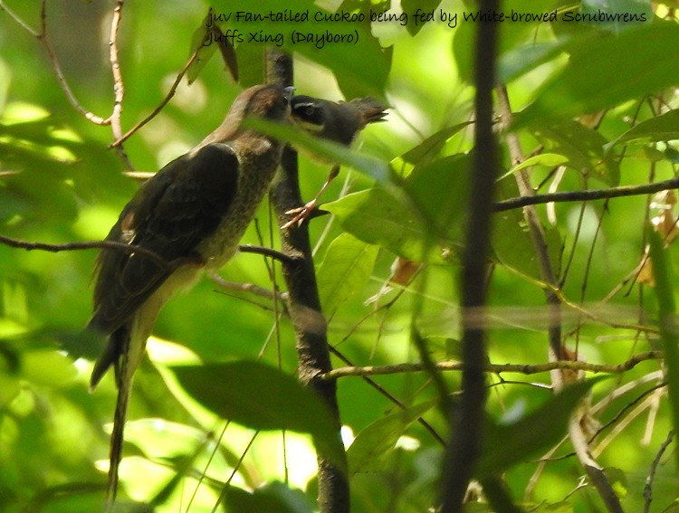 Fan-tailed Cuckoo - ML383741281