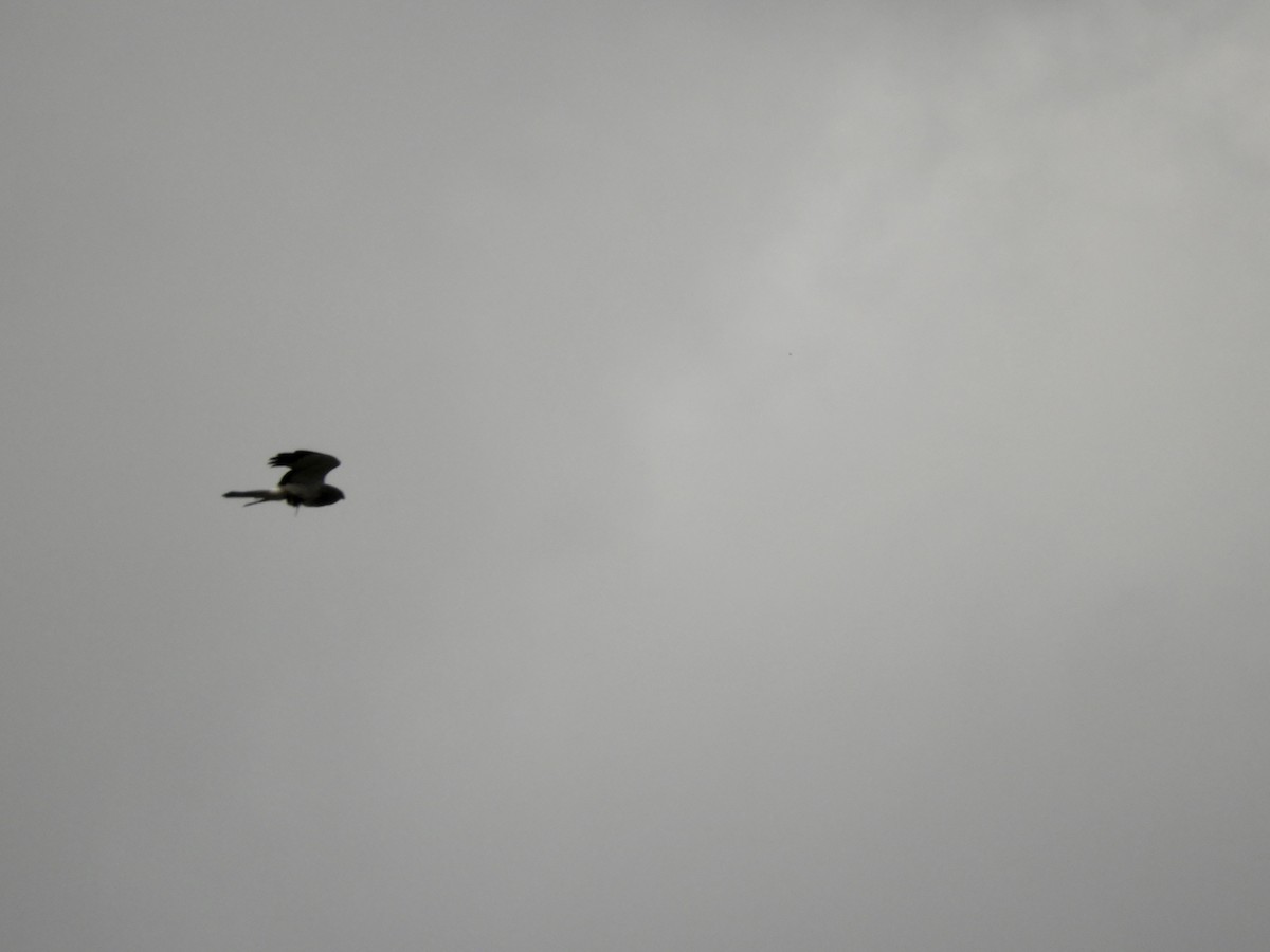 Northern Harrier - ML383743061