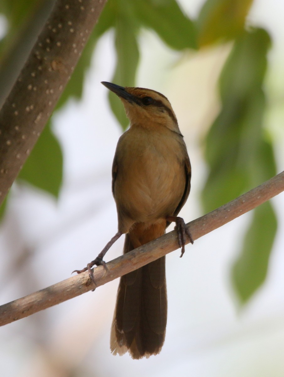 Buff-banded Bushbird - ML383743181