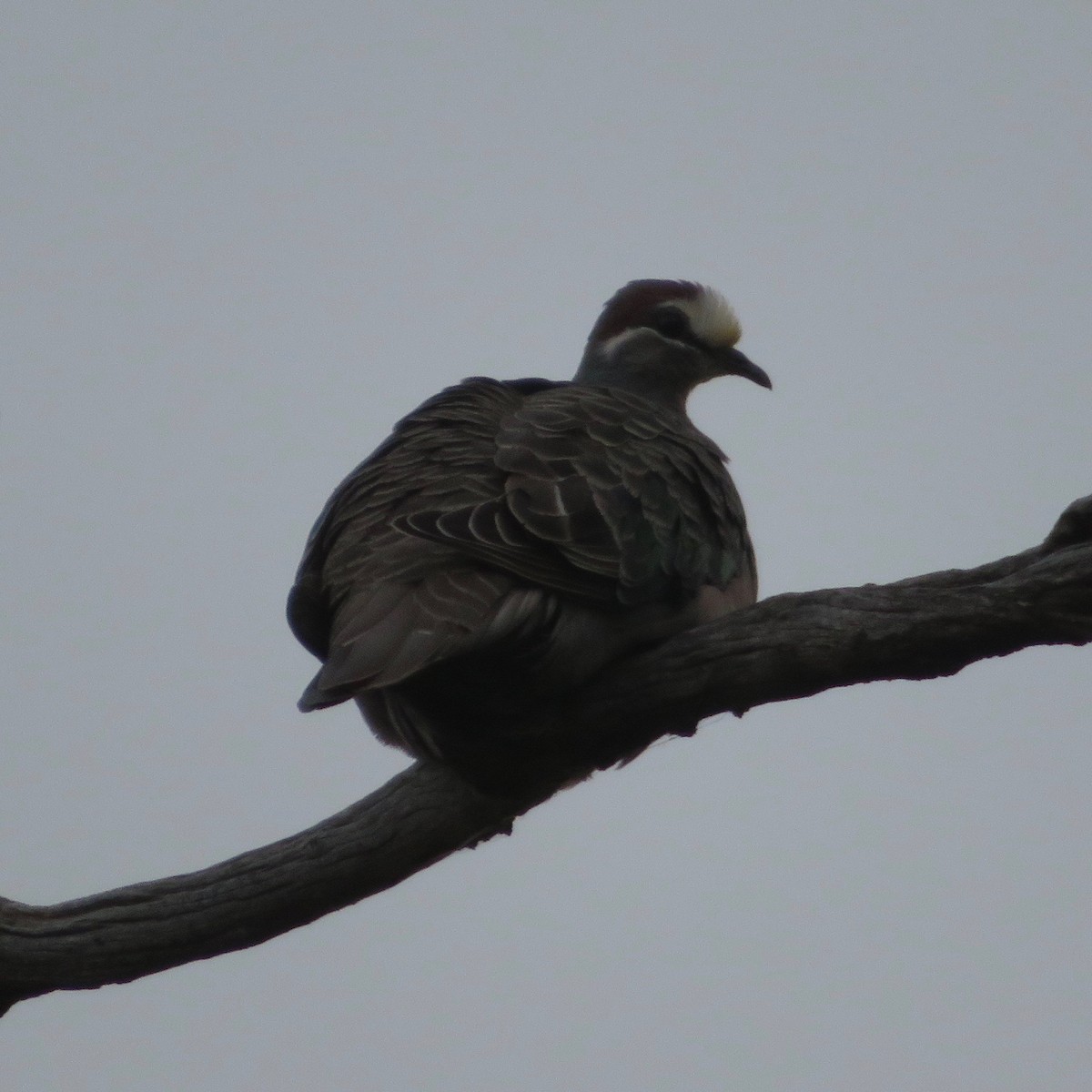 Common Bronzewing - ML383744571