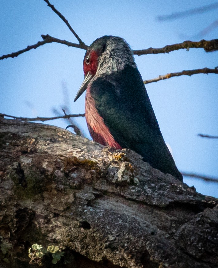 Lewis's Woodpecker - Sylvia Wright