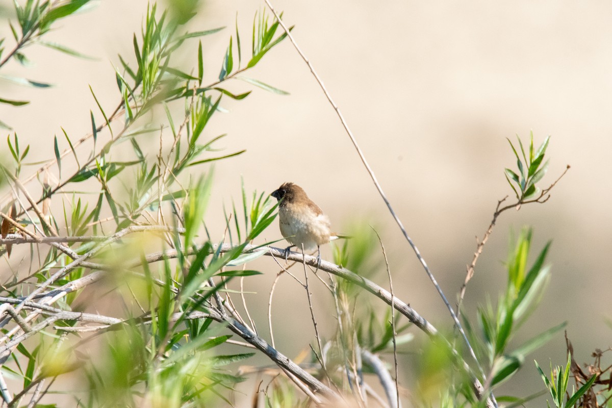 Scaly-breasted Munia - Craig ONeill