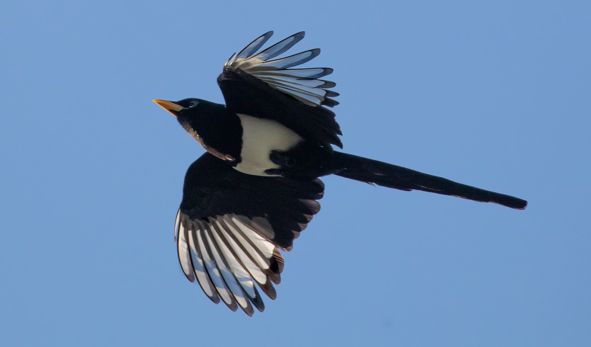 Yellow-billed Magpie - Sylvia Wright