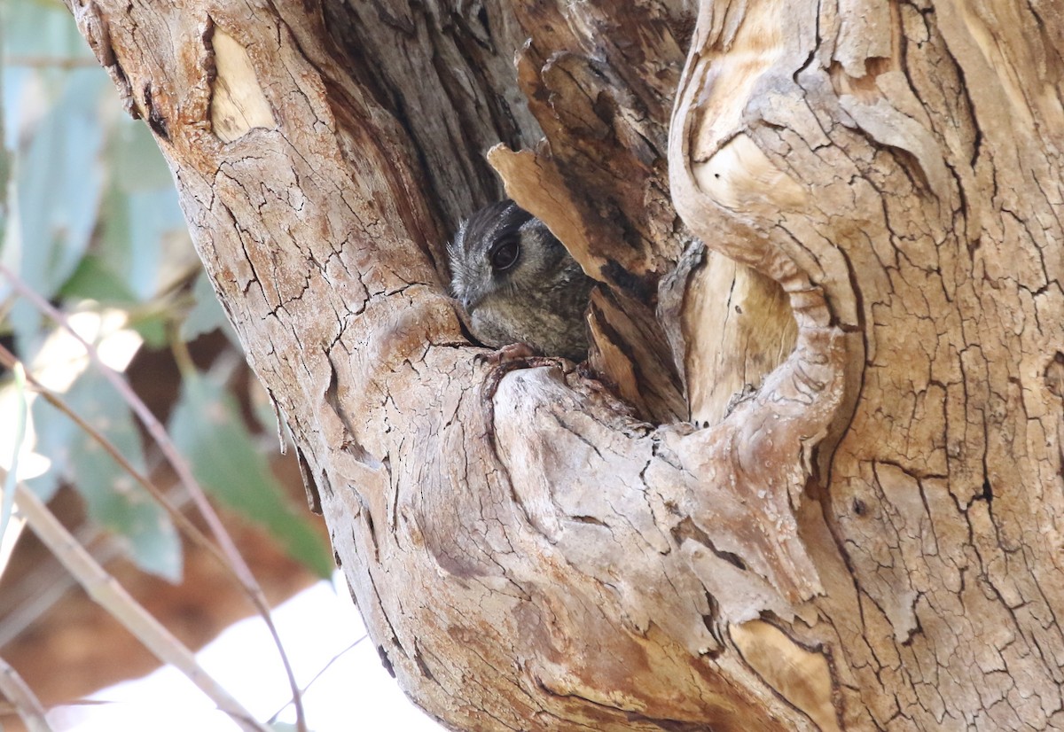 Australian Owlet-nightjar - ML383745891