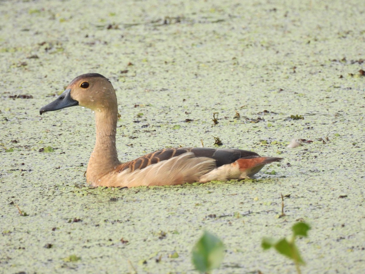 Lesser Whistling-Duck - ML383746781