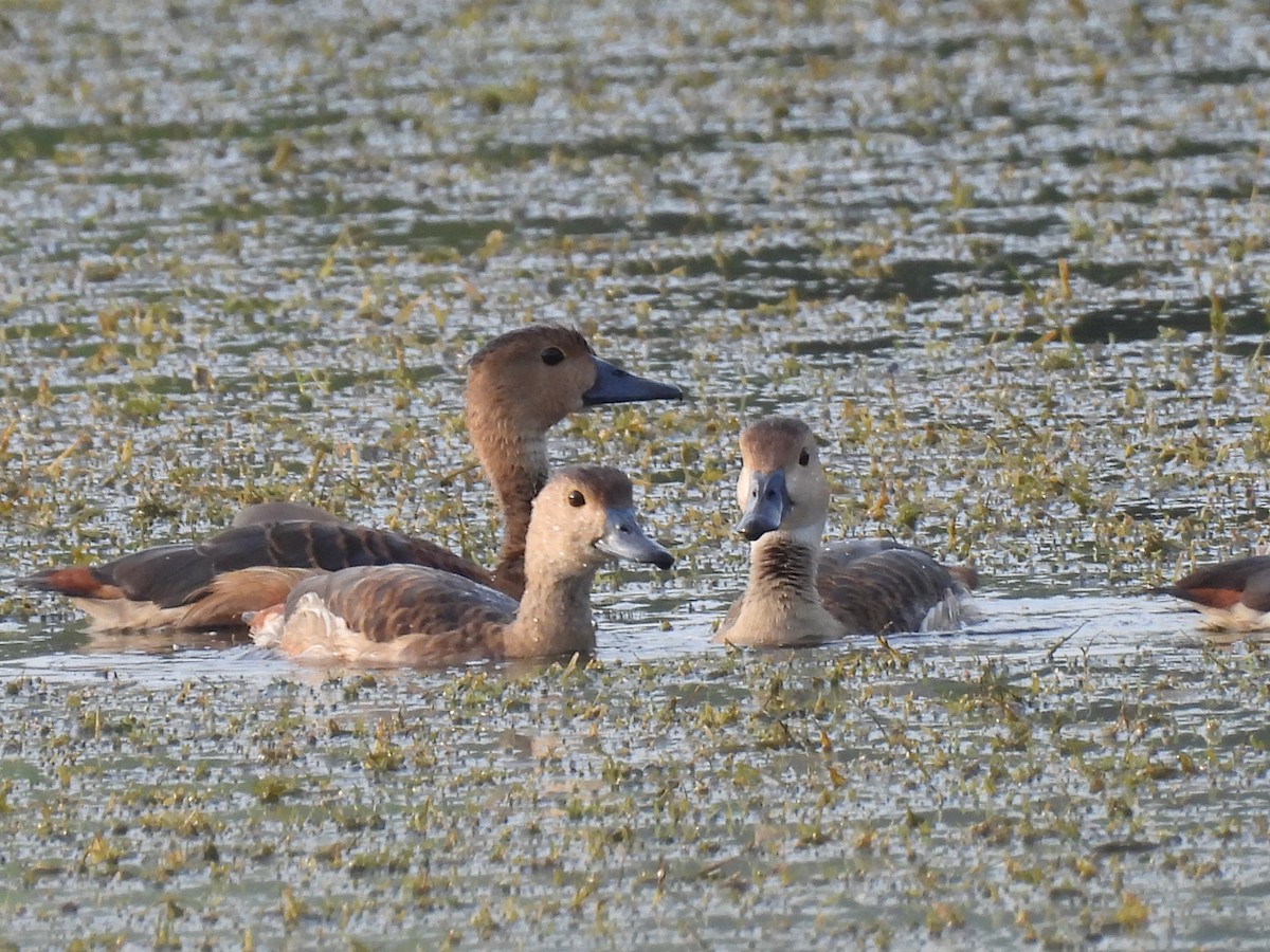Lesser Whistling-Duck - ML383746791