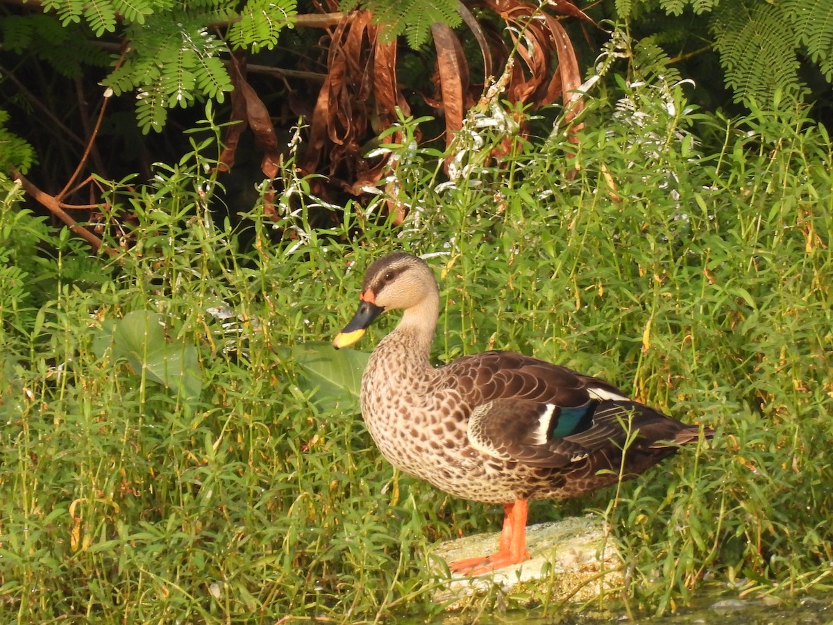 Indian Spot-billed Duck - ML383746801
