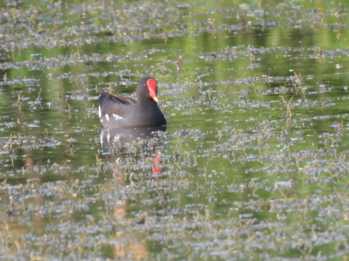 Eurasian Moorhen - ML383746861