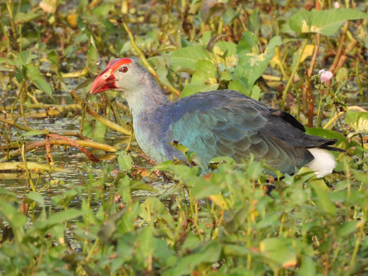 Gray-headed Swamphen - ML383746911