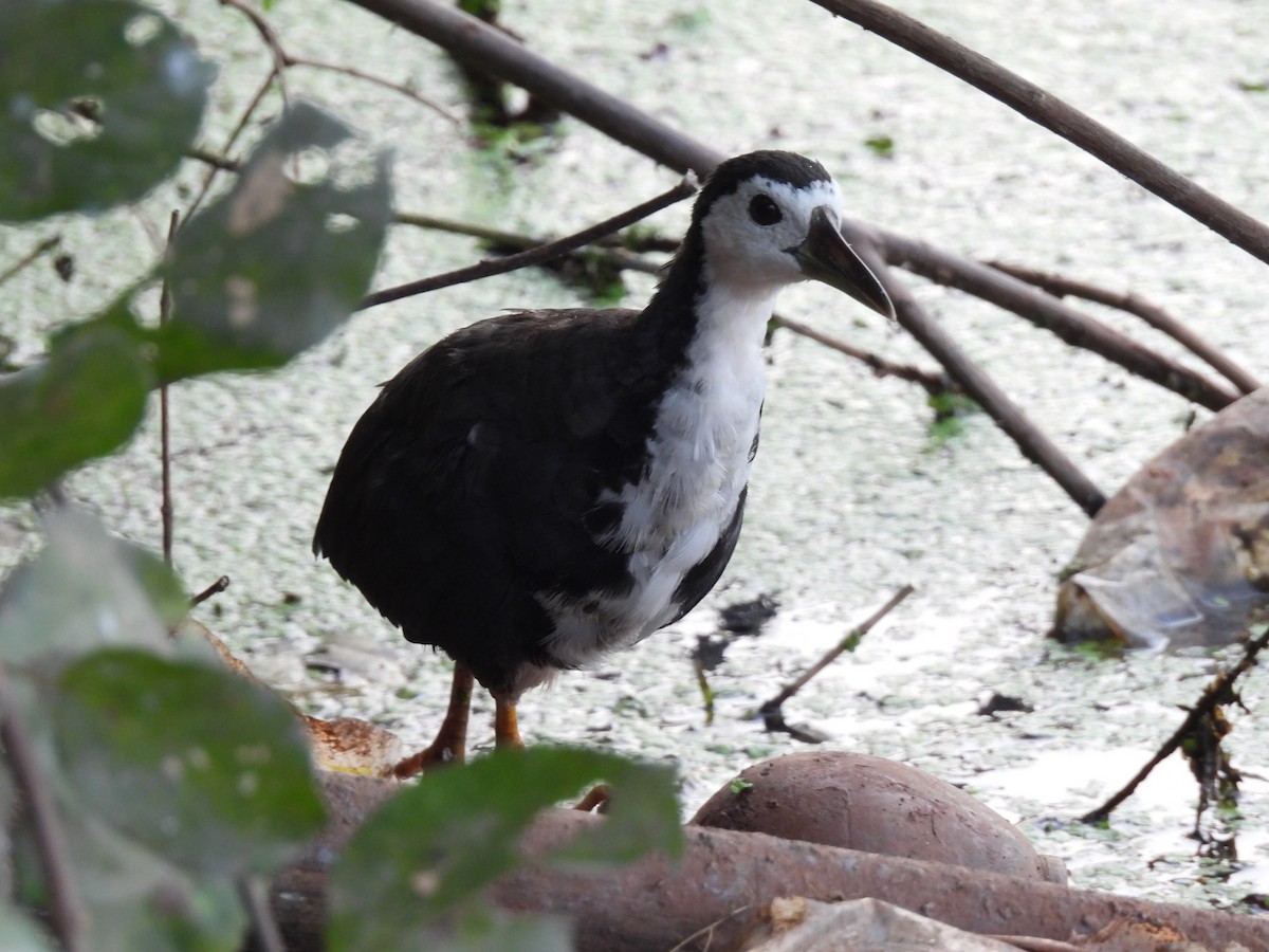 White-breasted Waterhen - ML383746931