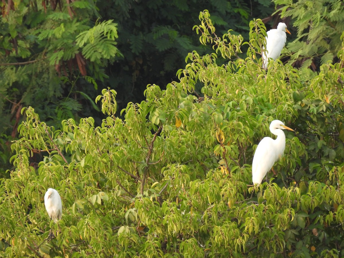 Medium Egret - ML383746981