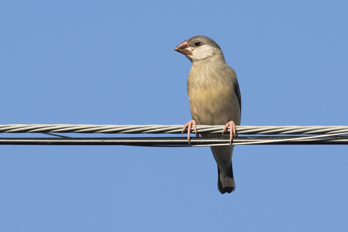 Java Sparrow - Amarilys Lebron