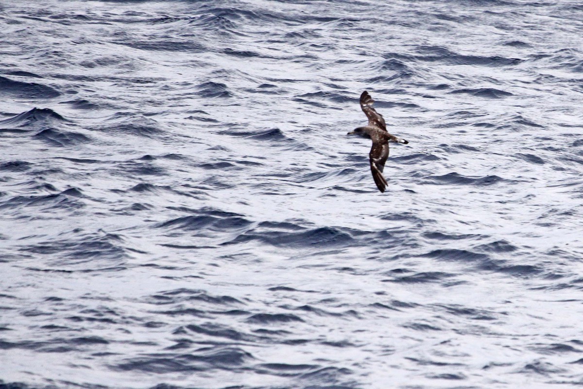 Cory's Shearwater - Ricardo Santamaria