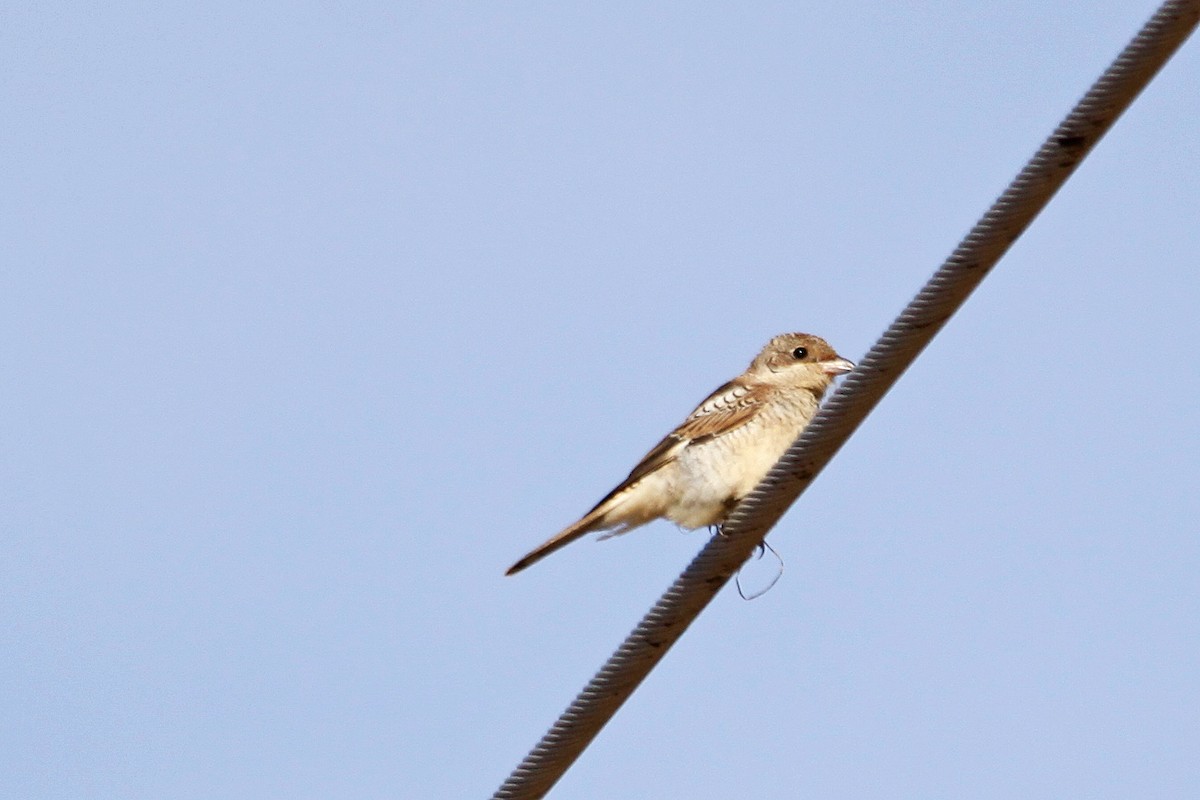 Woodchat Shrike - Ricardo Santamaria