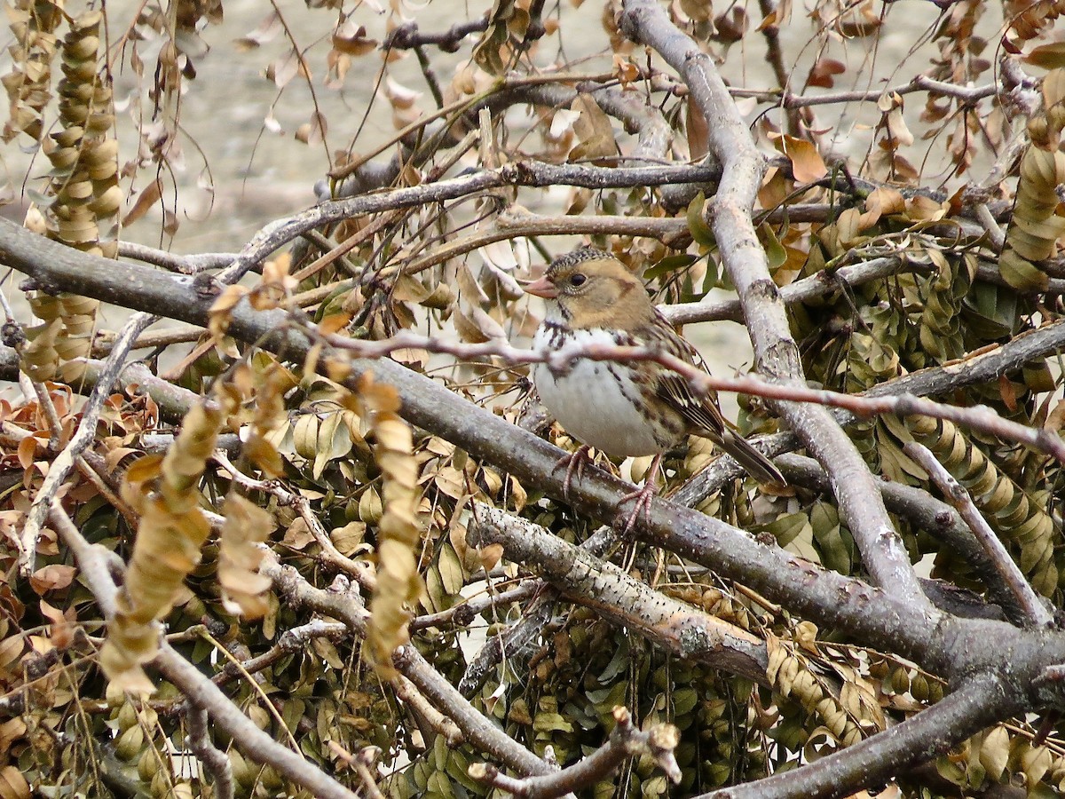 Harris's Sparrow - ML383752201