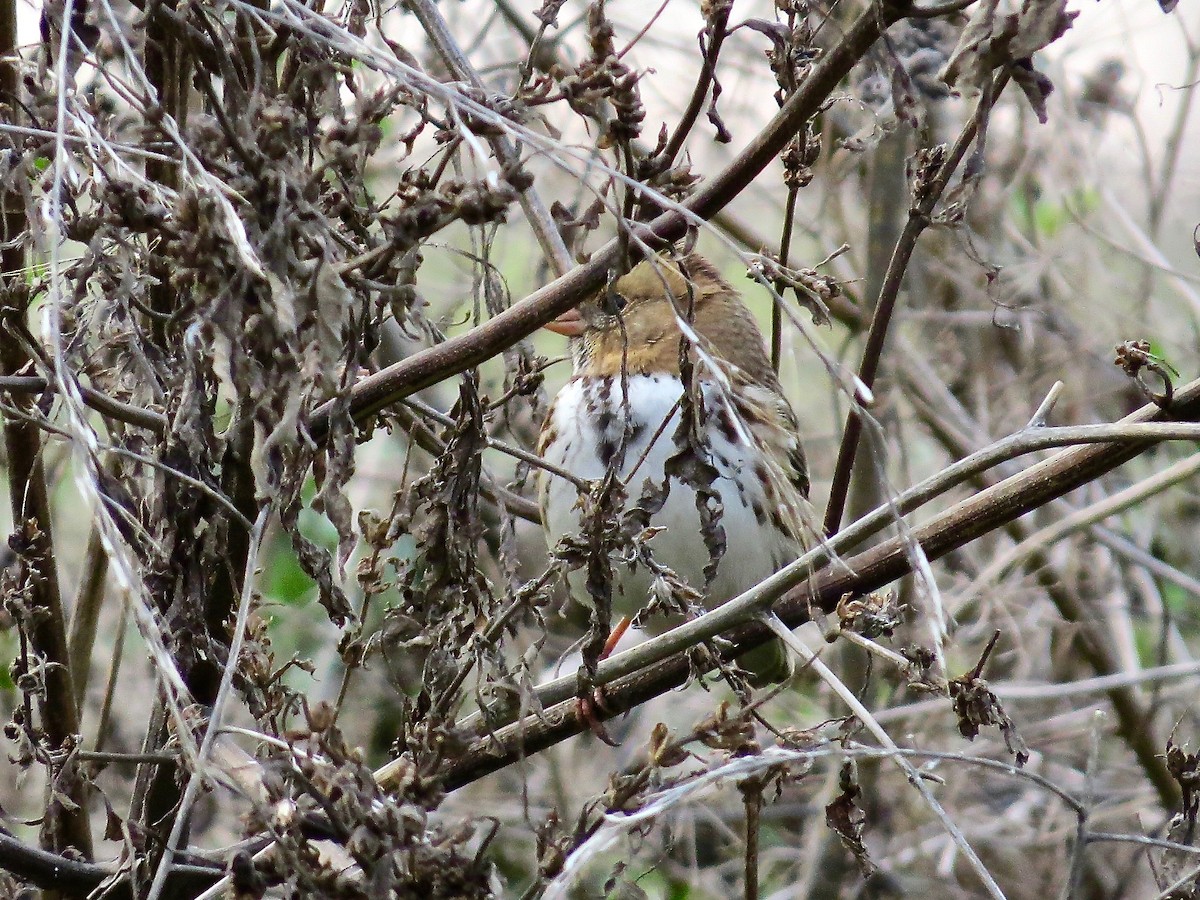 Harris's Sparrow - ML383752391