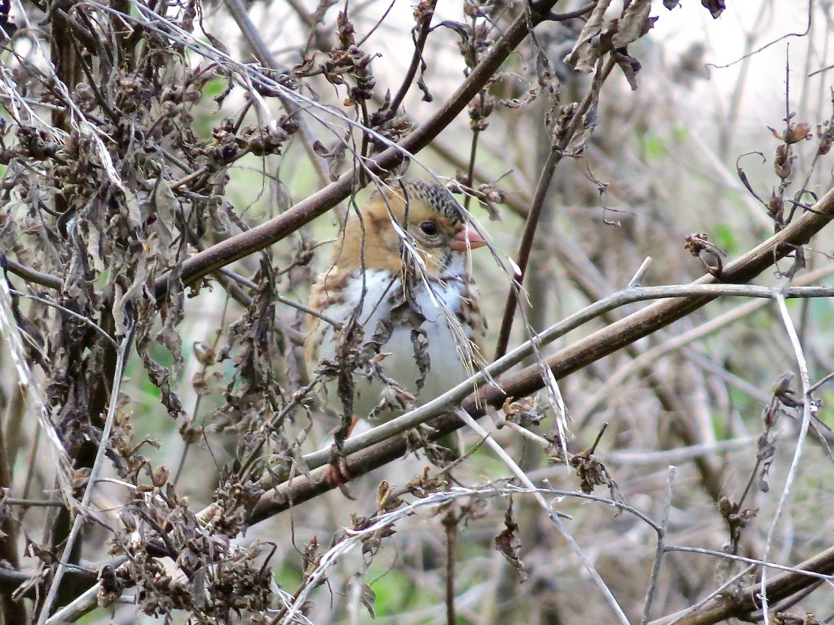 Harris's Sparrow - ML383752411