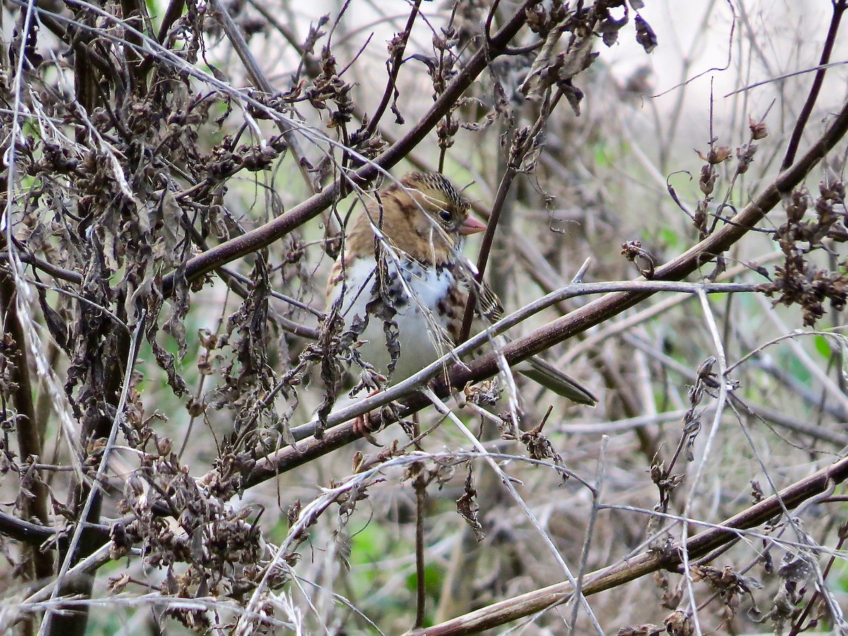 Harris's Sparrow - ML383752471