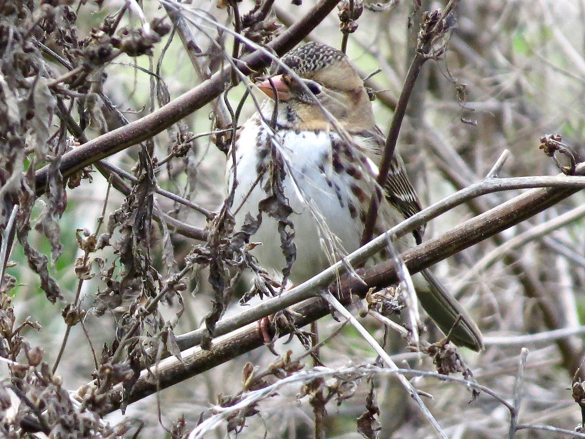 Harris's Sparrow - ML383752491