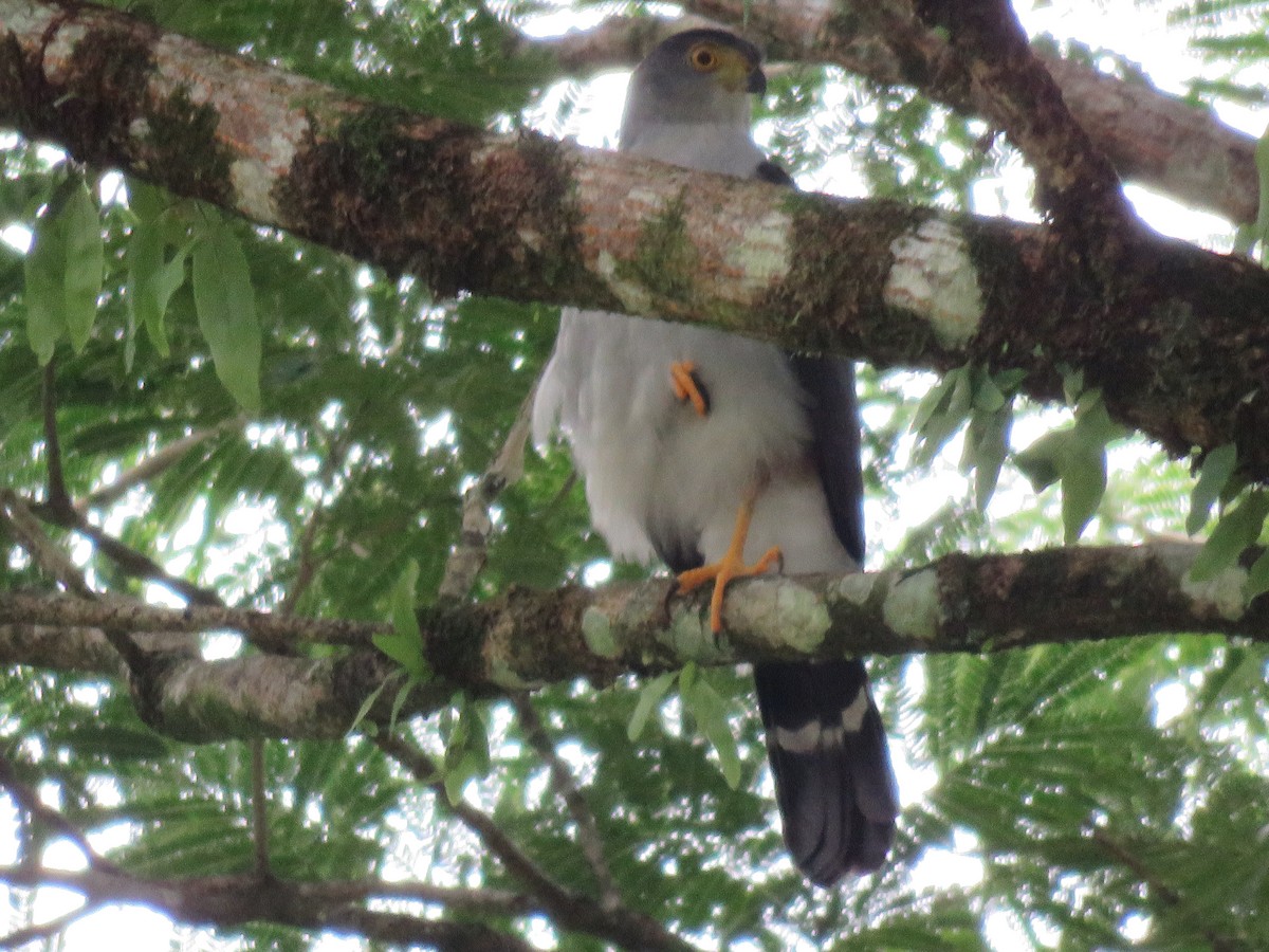 Bicolored Hawk - ML38375281