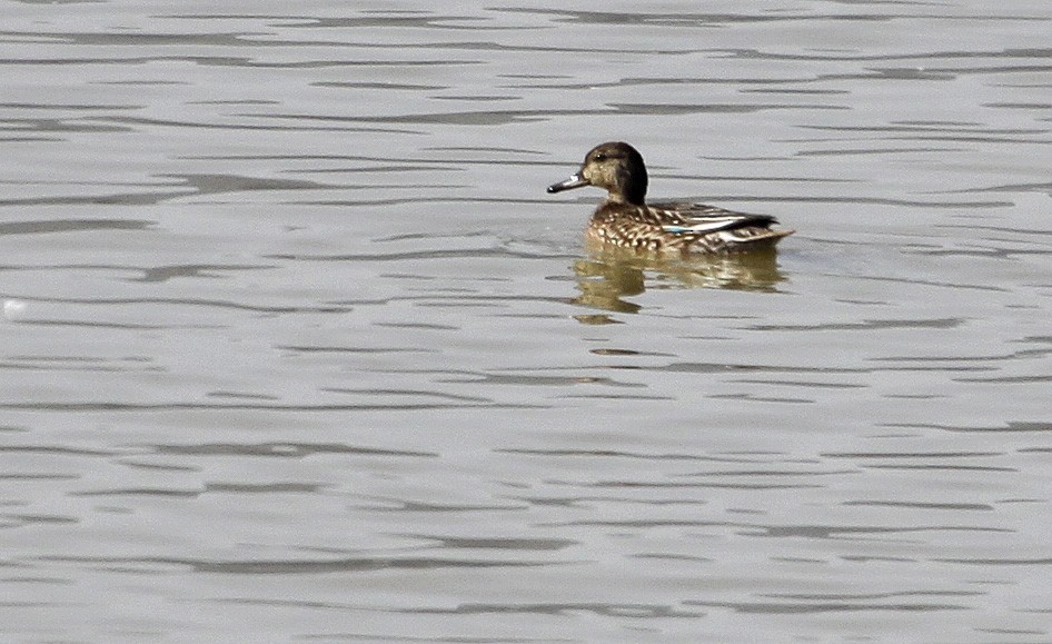 Green-winged Teal - ML383753741