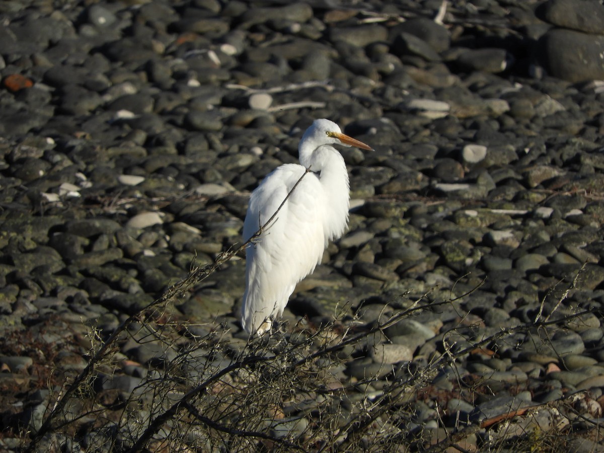 Great Egret - Nova Scotia Bird Records