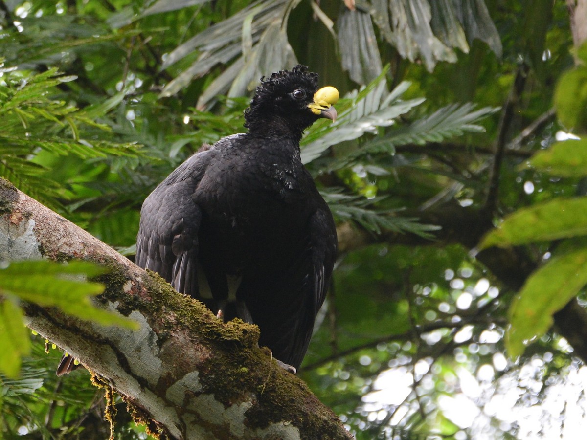 Great Curassow - ML38375401