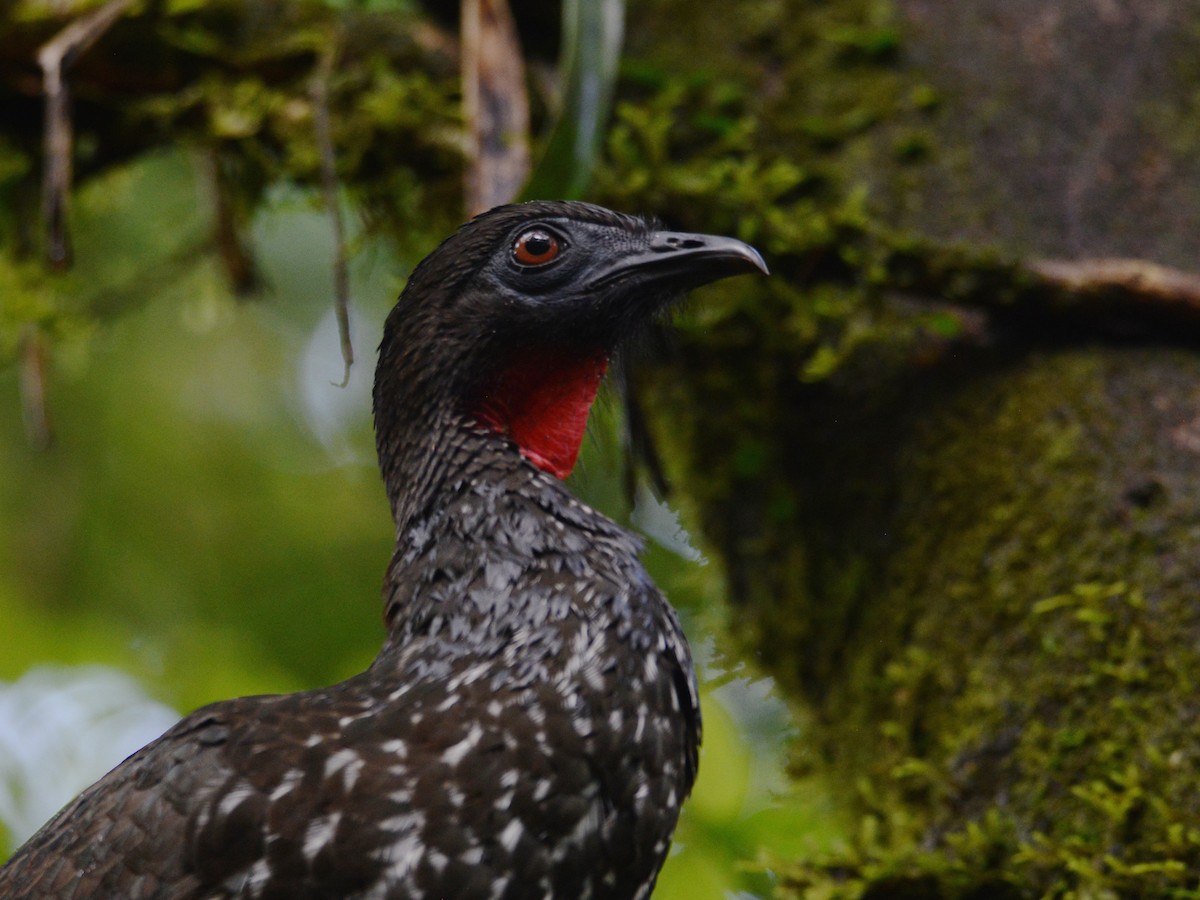 Crested Guan - ML38375421