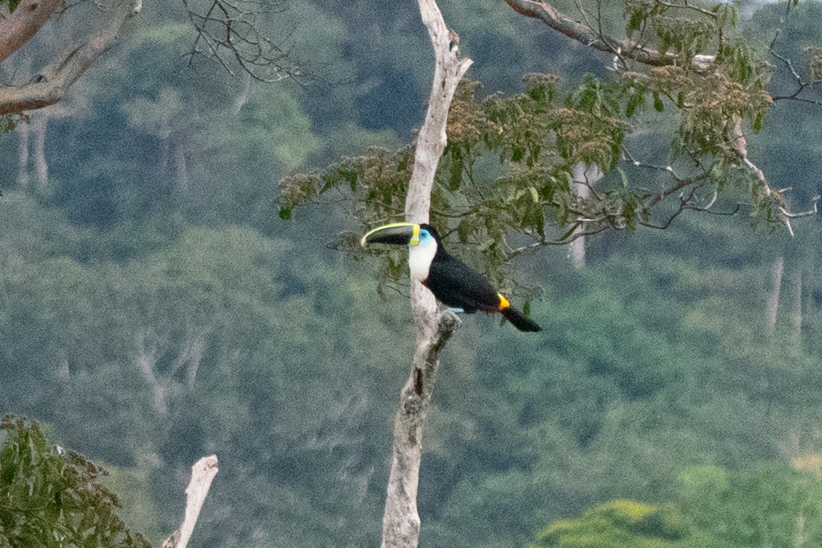 Channel-billed Toucan - ML383754681