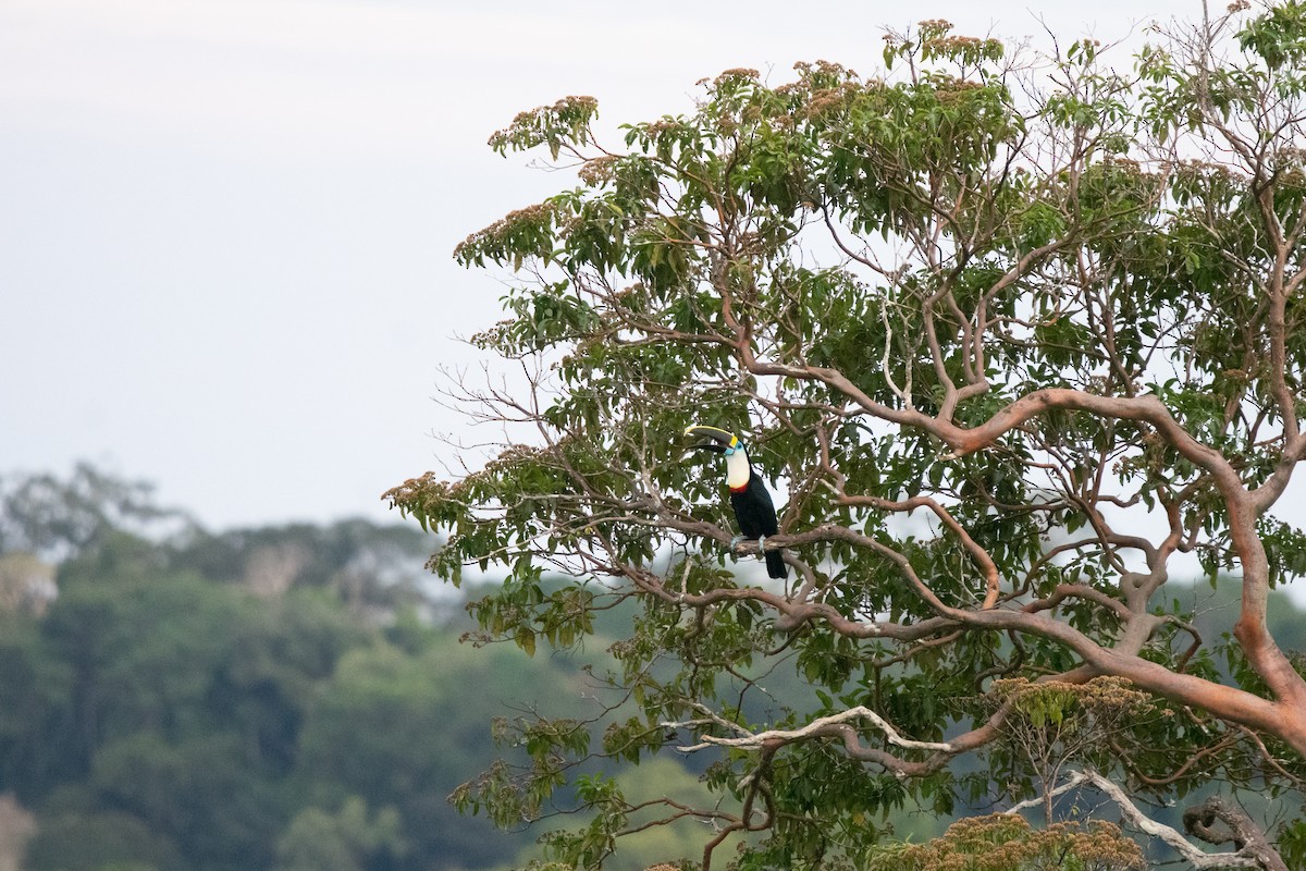 White-throated Toucan - ML383754711