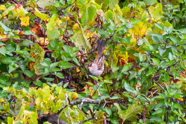 White-crowned Sparrow - ML383755401