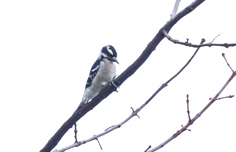 Downy Woodpecker - ML383755661