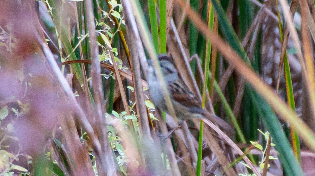 Swamp Sparrow - ML383755771