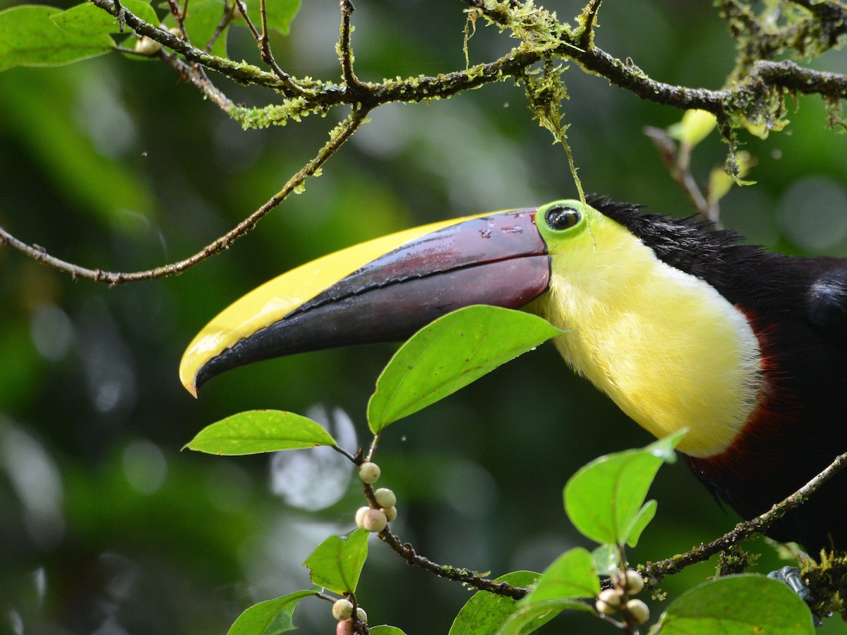 Yellow-throated Toucan (Chestnut-mandibled) - ML38375581