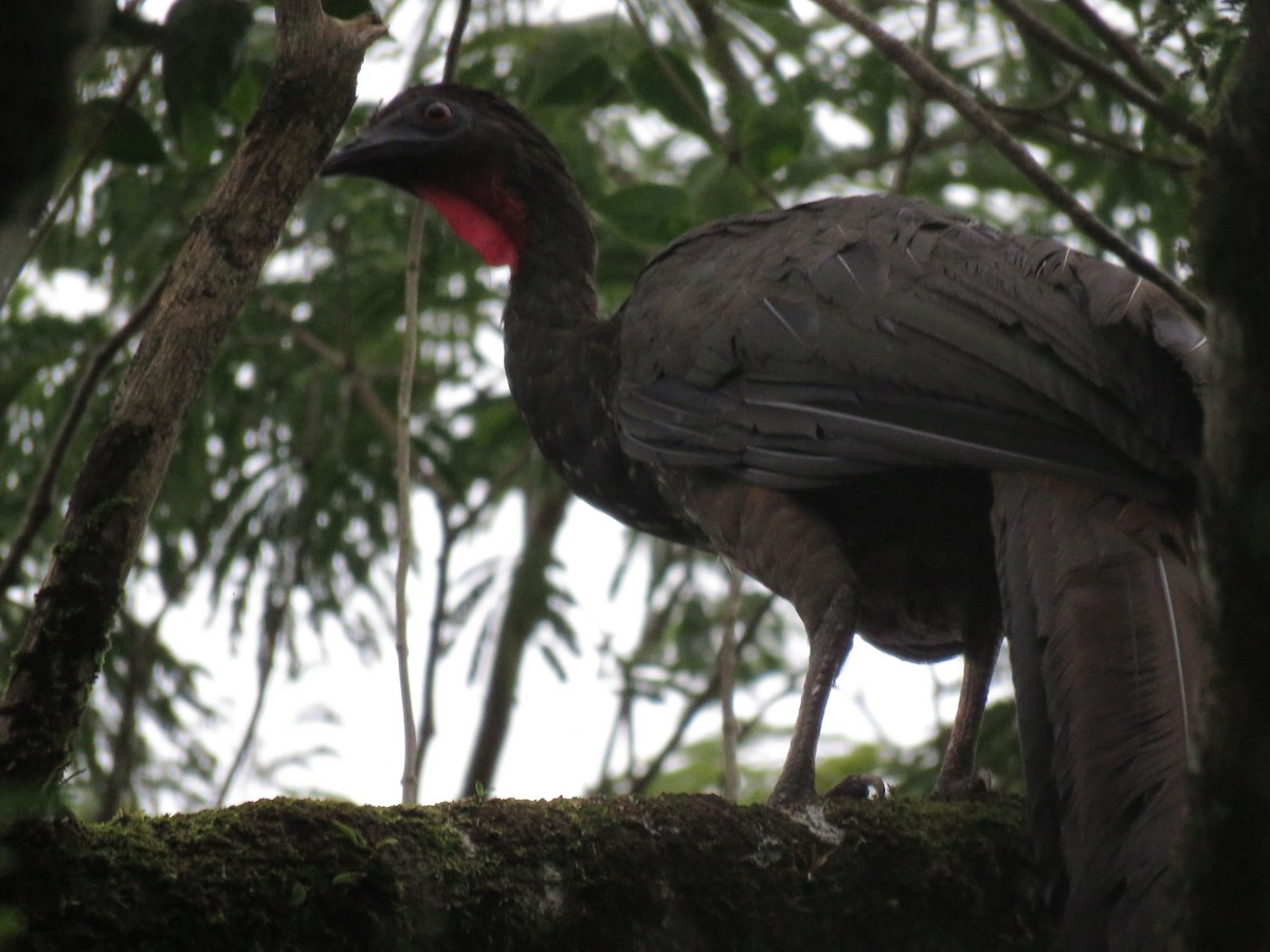 Crested Guan - David Blevins