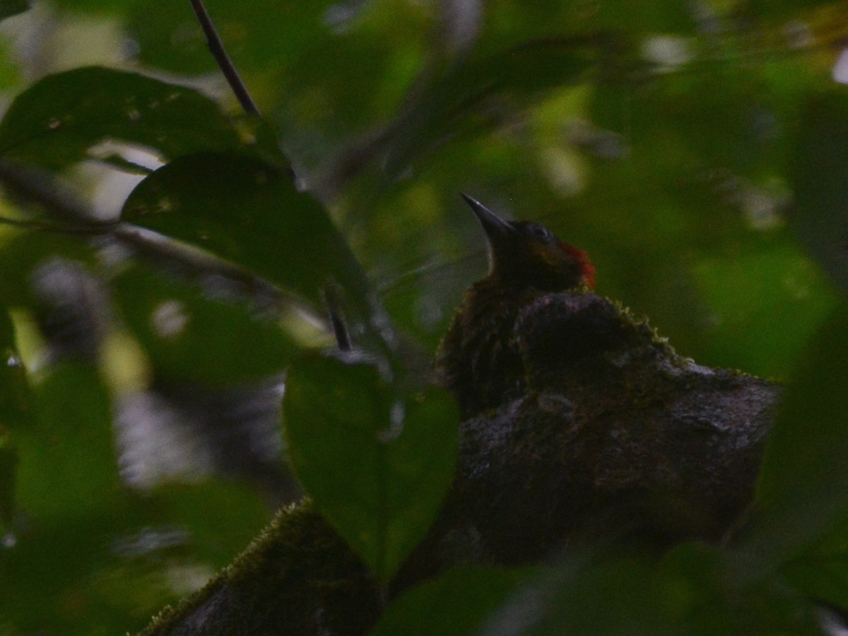 Rufous-winged Woodpecker - ML38375601