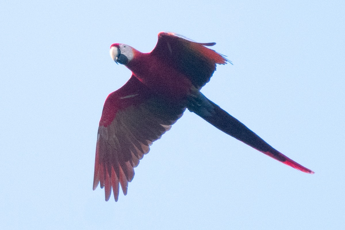 Scarlet Macaw - ML383756181