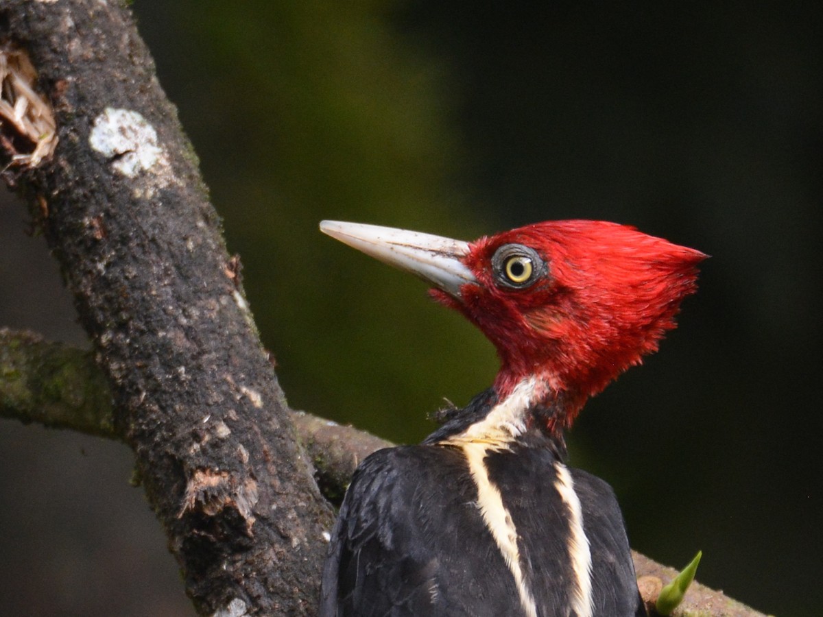 Pale-billed Woodpecker - ML38375631