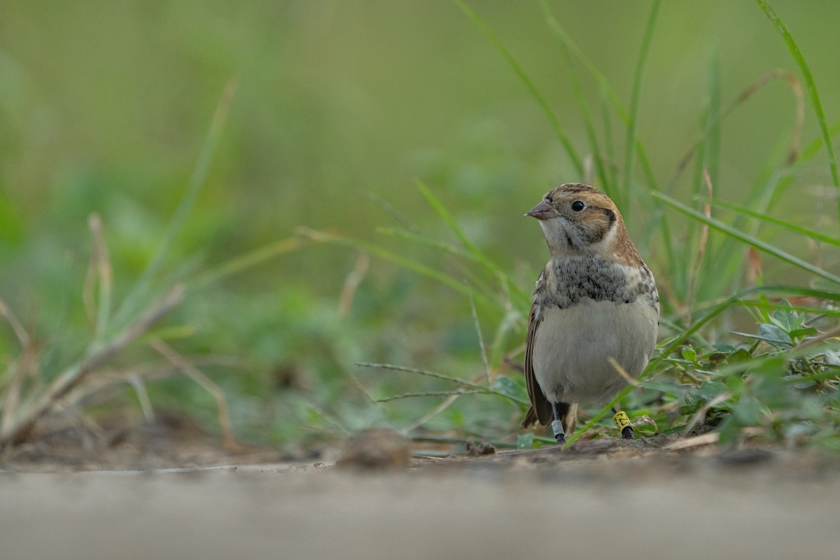 ostružka severní - ML383756331