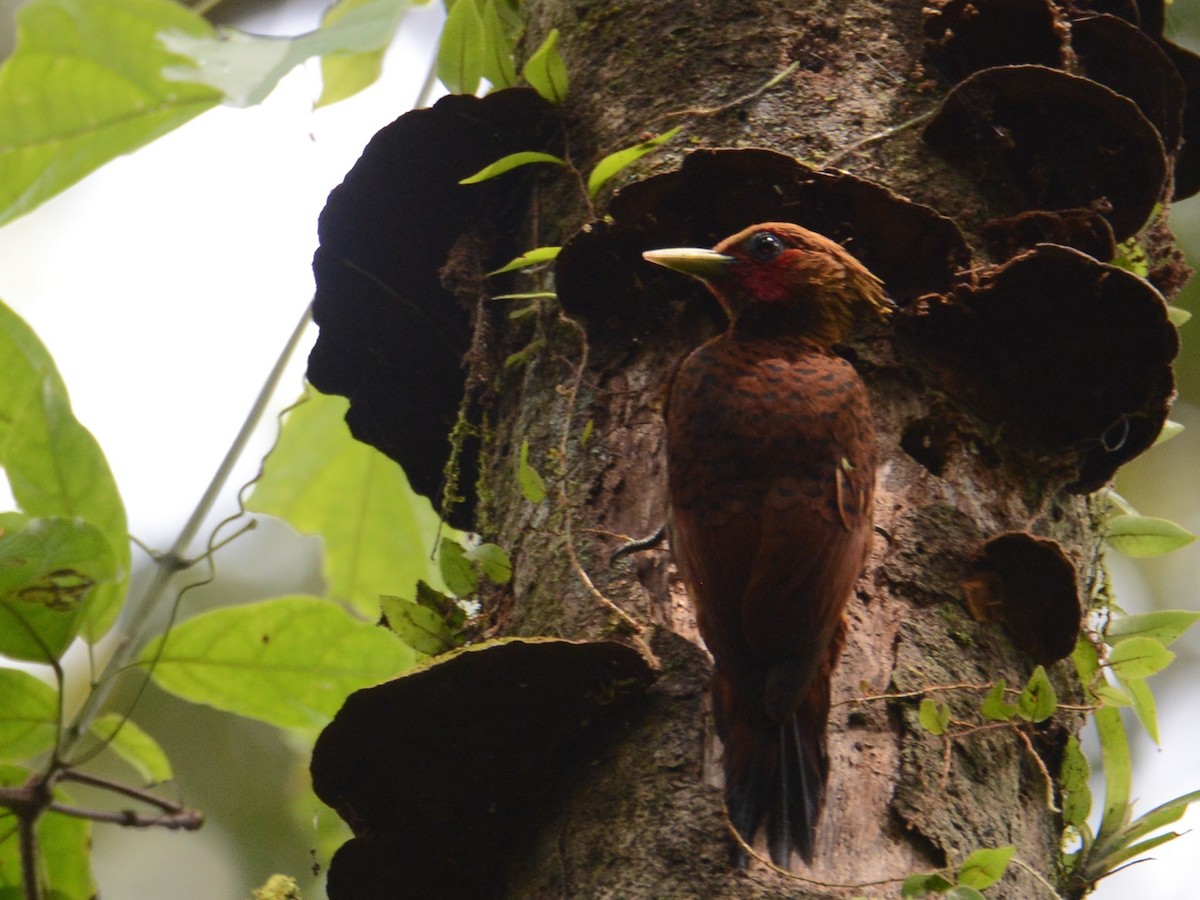 Chestnut-colored Woodpecker - ML38375641