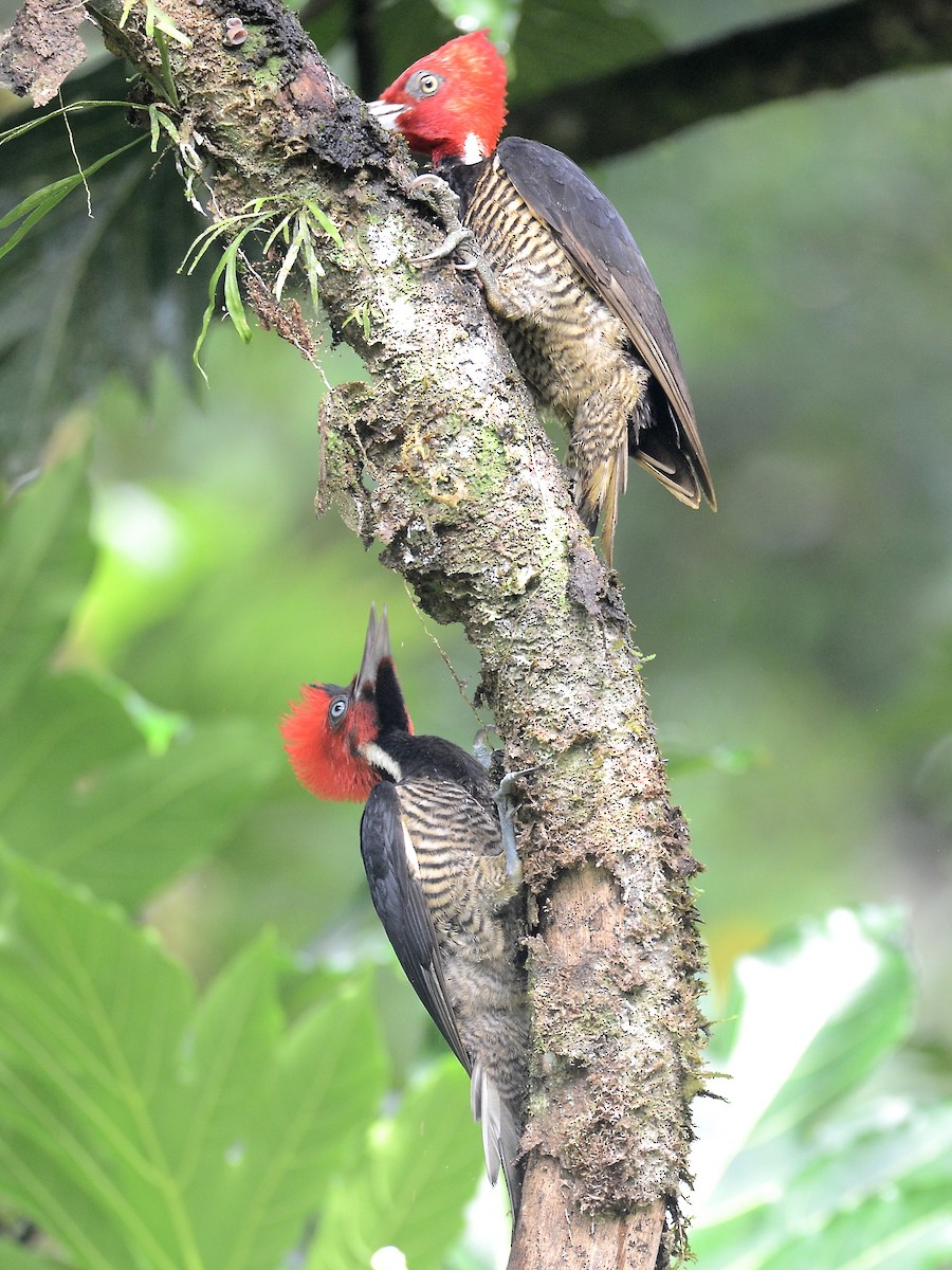 Pale-billed Woodpecker - ML38375651