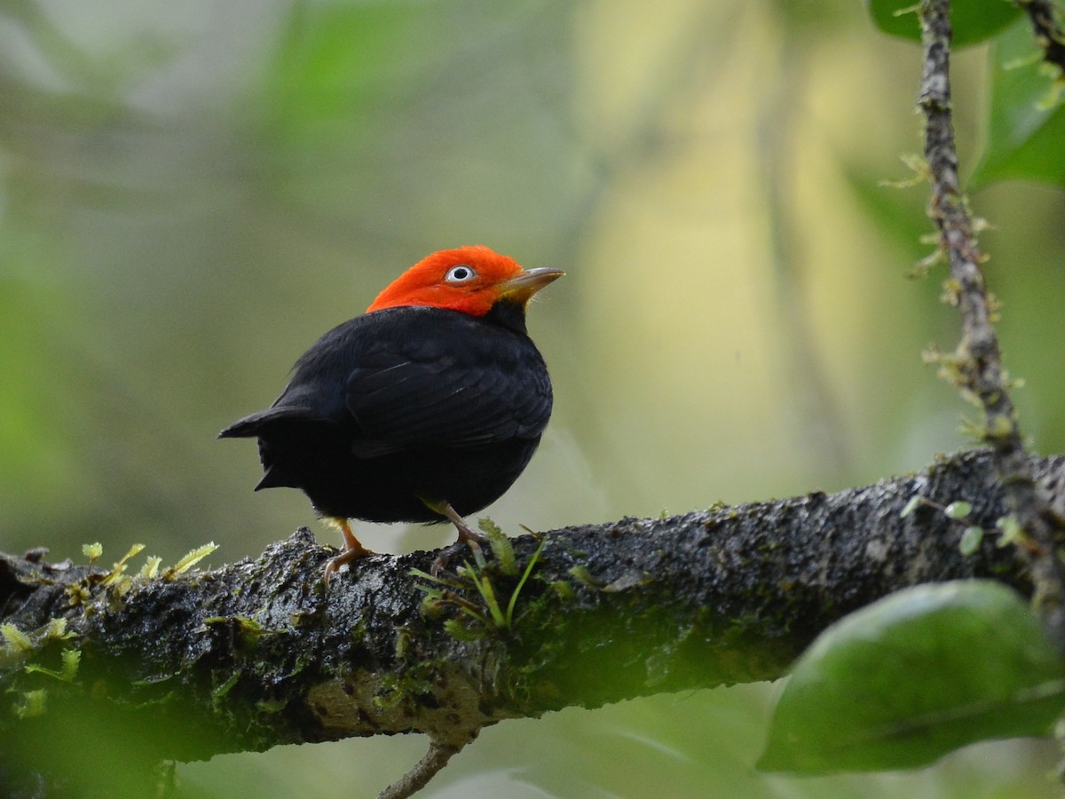 Red-capped Manakin - ML38375701