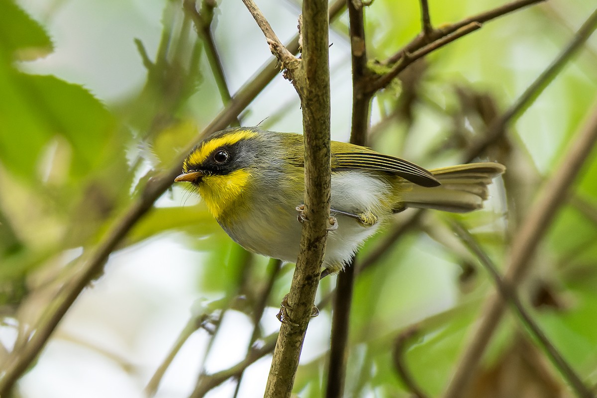 Black-faced Warbler - Wich’yanan Limparungpatthanakij