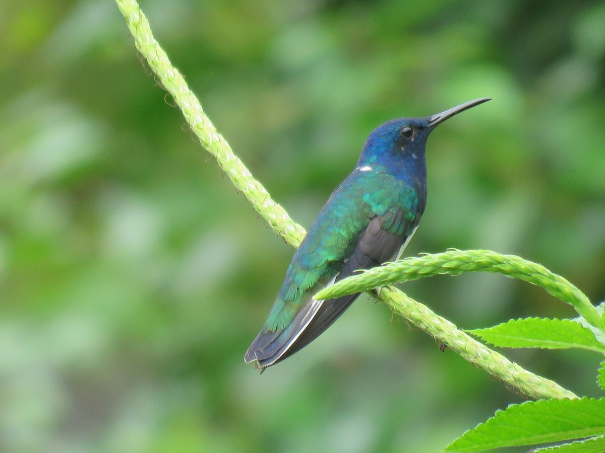 White-necked Jacobin - David Blevins