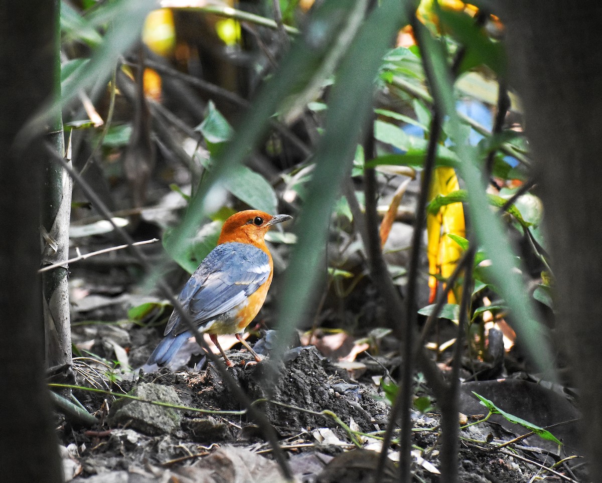 Orange-headed Thrush - ML383757891